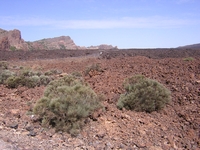 Tenerife 2005 1 13